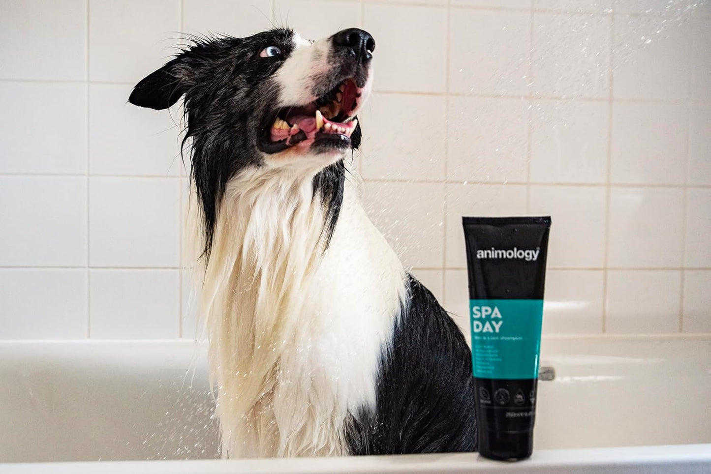 Animology Spa Day Dog Shampoo 250ml | Easy Rince |PH Balanced | Deodorising | Multi Vitamins Oatmeal, Chamomile & Argan Oil | 100% Vegan and Recyclable (14ANI71)